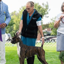 Boxers from Halo Boxers