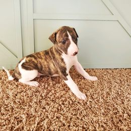 Whippet Puppies from Whippety Split
