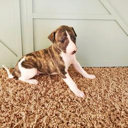 Whippet Puppies from Whippety Split