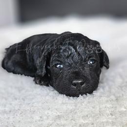 Prince Naveen - Phantom male Poodle puppy in Coolidge, Arizona from Effervescent-Pooches