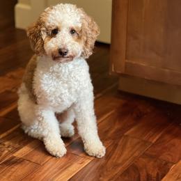 Goldendoodles and Poodles from Salt and Sage Doodles