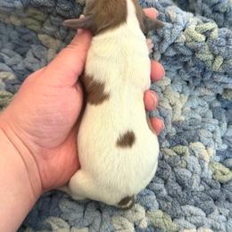 Girl 2 - Dapple female Dachshund puppy in Colville, Washington from G&B Iron Mountain Dachshunds