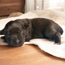 Hershey - Liver female Miniature Schnauzer puppy in Magalia, California from NorCal Schnauzers