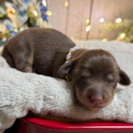 Chai - Chocolate and cream female Dachshund puppy in Fayetteville, West Virginia from Loop Creek Dachshunds