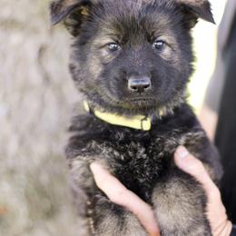 Phoebe (Yellow collar) - Sable female German Shepherd puppy in Mason, Michigan from Sweet Breeze Acres