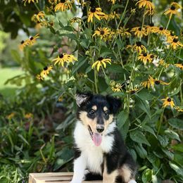 Beast (Prince Adam) - Black white and tan male Collie puppy in Chilhowie, Virginia from Jolly Collies & Kingdom Elite Yorkshire Terriers
