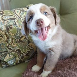 Australian Shepherd Puppies from Copeland's Kennels