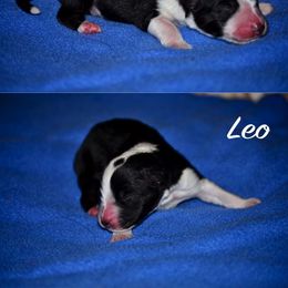 Australian Shepherd Puppies from Saddle Peak Aussies