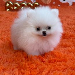 MIA - White female Pomeranian puppy in Los ángeles, California from Jose Navarro