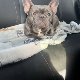 Quinn - French Bulldog