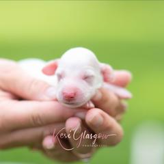 Charming - Piebald male Dachshund puppy in Knox City, Missouri from Brittney's Dachshunds
