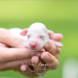 Charming - Piebald male Dachshund puppy in Knox City, Missouri from Brittney's Dachshunds