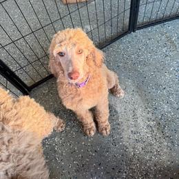 Poodle Puppies from East Bunch Poodles