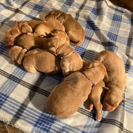 Golden Retriever Puppies from Johnson's Red