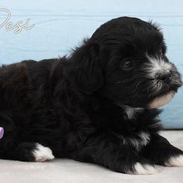 Desi - Black and white male Havanese puppy in Salt Lake City, Utah from Steal Your Heart Havanese