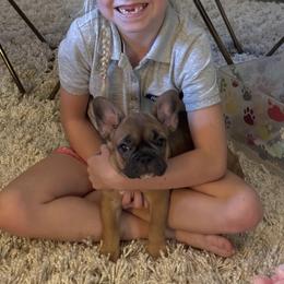 French Bulldog Puppies from Donna's French Bulldogs