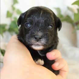 Hunter - Black and white male Shihpoo puppy in Mifflintown, Pennsylvania from Curls & Paws Canines