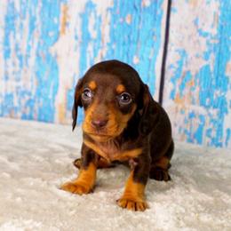 AKC Aster - Chocolate and tan female Dachshund puppy in Christiansburg, Virginia from Little Legs Luxury Dachshunds LLC
