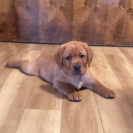 Labrador Retriever Puppies from Rustic Ridge Labradors