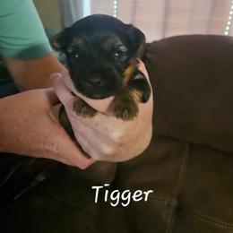 Tigger - Black and tan male Yorkshire Terrier puppy in West Plains, Missouri from Brinkley Yorkies
