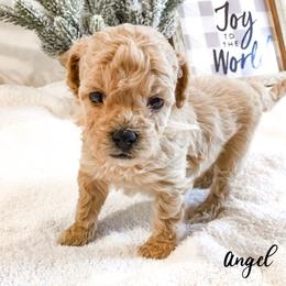 Maltipoo and Poodle Puppies from Toy Poodle & Maltipoo Maui