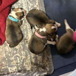 Max - Sable male Pembroke Welsh Corgi puppy in Warrenton, Virginia from Shenandoah Corgis
