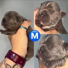 French Bulldog Puppies from K&J Frenchies