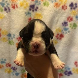 Zara - Brindle female Boxer puppy in Daviess County, Kentucky from Blissful Euro Boxers & French Bull Dogs