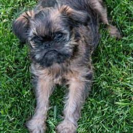 Brussels Griffons from Hex Griffs