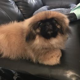 Pekingese and Pomeranian Puppies from Purple Diamonds Kennel