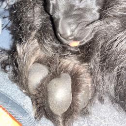 TBA Girl - Black female Giant Schnauzer puppy in Noblesville, Indiana from Stratton House Kennels