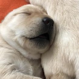 Labrador Retriever Puppies from RoseBrook Labradors