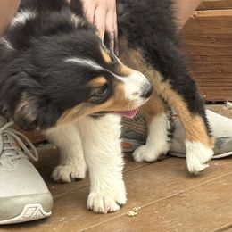 Possum - Black tri female Miniature American Shepherd puppy in Minden, Nevada from Kickinauss Minis
