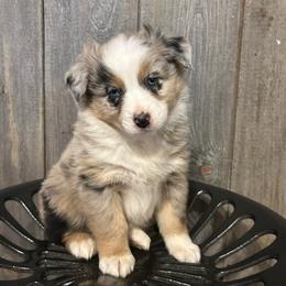 Pink Collar Girl - Blue merle female Australian Shepherd puppy in Van Wert, Ohio from Northwest Ohio Aussies