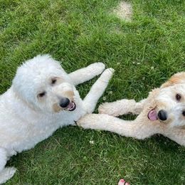Goldendoodle All Grown Up from Dandelion Doodles of Oklahoma