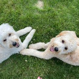 Goldendoodle All Grown Up from Dandelion Doodles of Oklahoma