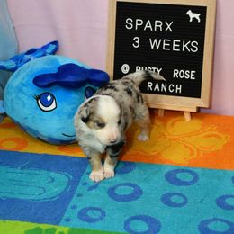 Miniature American Shepherd and Miniature Australian Shepherd Puppies from Rusty Rose Mini Aussies and Mini American Shepherds