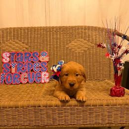 Red collar - Dark golden female Golden Retriever puppy in Monroe, Tennessee from Golden Girls Furever Friends