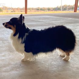 George - Pembroke Welsh Corgi
