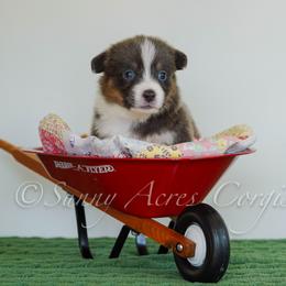 Boy 1 - male Pembroke Welsh Corgi puppy in Bedford, Indiana from Sunny Acres Corgis