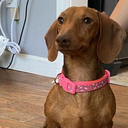 Dachshunds and French Bulldogs from Gils Funny Farm