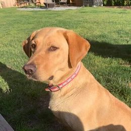 Penny - Labrador Retriever