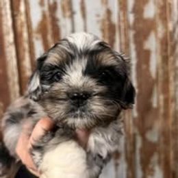 Assorted Doodle Crosses, Aussiedoodle, Australian Shepherd, Long Haired Weimaraner, Shihpoo, and Shih Tzu Puppies from Rockiń N Kennel