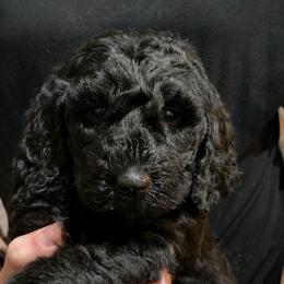 'Tilly' - Blue collar - Black female Labradoodle puppy in Mc Cook, Nebraska from Powers Doodles