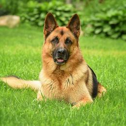 Dillon - German Shepherd