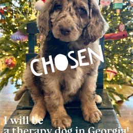 Violet - female Newfypoo puppy in Jackson, Missouri from Two Sisters Ranch, LLC