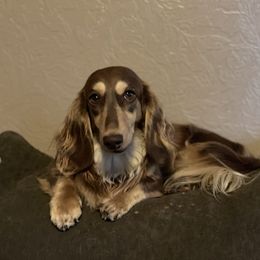 Pandy - Dachshund