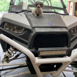 Dachshund and Miniature Schnauzer Puppies from The Bossy Doxie Farm