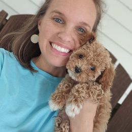 Aussiedoodle, Cockapoo, and Goldendoodle Puppies from Hilltop Doodles KY LLC