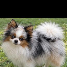 Scarpelli - Blue merle male Pomeranian puppy in Buck Valley, Pennsylvania from Buck Valley Pomeranians